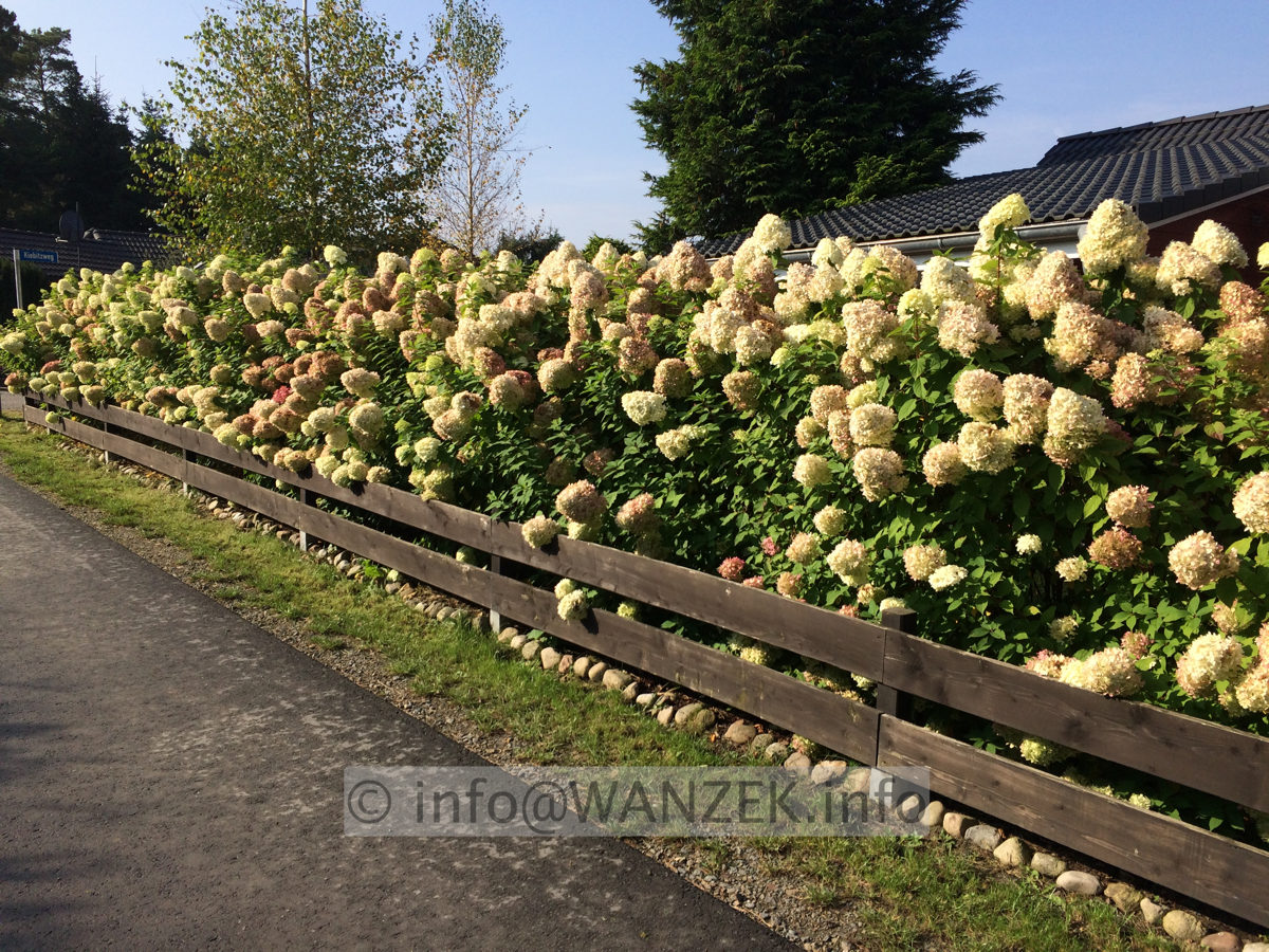 Hydrangea paniculata Limelight als Hecke 01.JPG